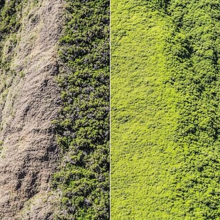 山坡自然植被航拍