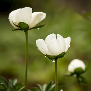 雨中小白花