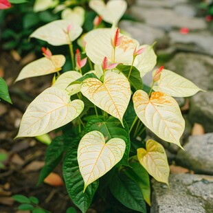 花叶芋属