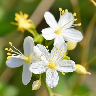 小白花星星花