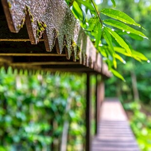 雨打竹亭