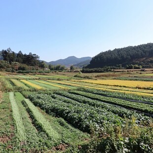 菜地乡村秋色