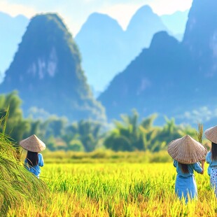 明仕田园稻谷香