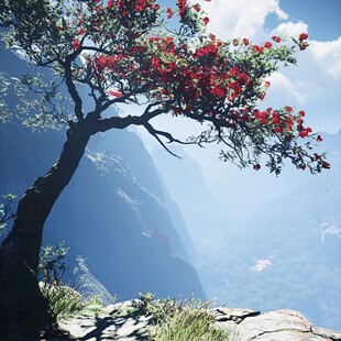 乡村大树红花植物