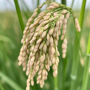 水稻稻花香特写