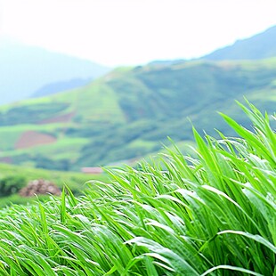 山坡青青草