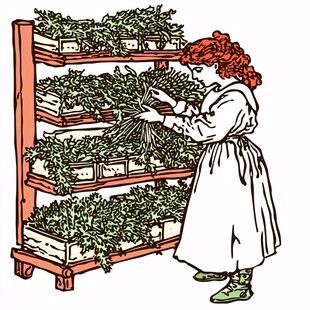 欧美卖菜人物手绘