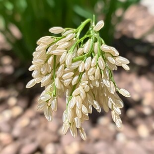 水稻花开稻花香