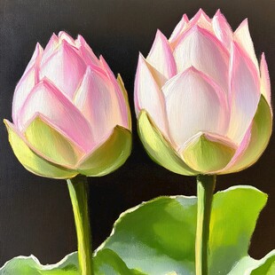 写实画莲花睡莲