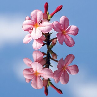 桃红鸡蛋花