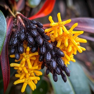 近摄结香花花蕾