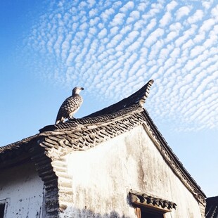 古建筑上的斑鸠