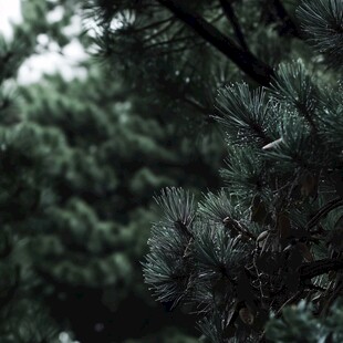 雨中松枝