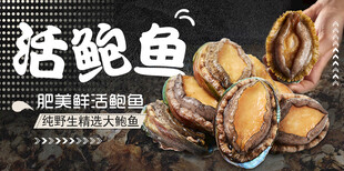 鲍鱼