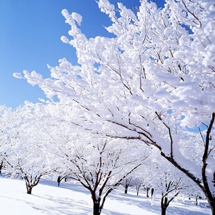 枫树的冰雪世界