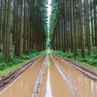 一排水杉