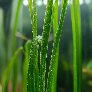 麦草水珠