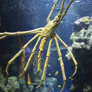 海洋馆海洋世界生物