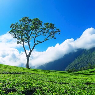 一棵孤独的茶树