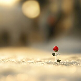 雪中玫瑰花