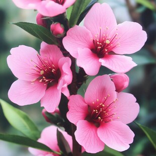 仿真花卉仿生花草桃花