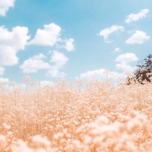 天空荻花