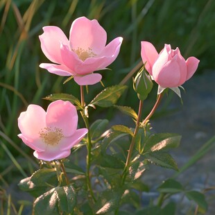 毛茛科芍药属