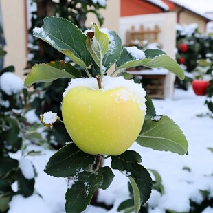 瑞雪苹果主图