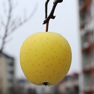 枝头的金煌芒