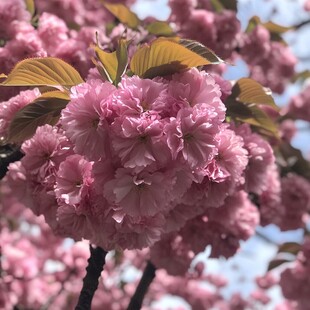 樱花园晚樱