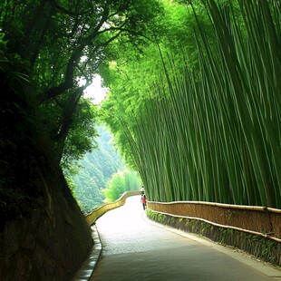 竹林道路素材