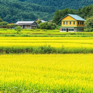 日本农村风光