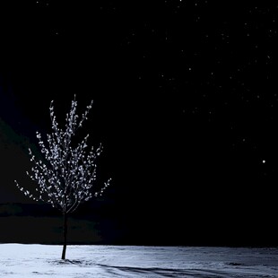 雪地一颗无叶树