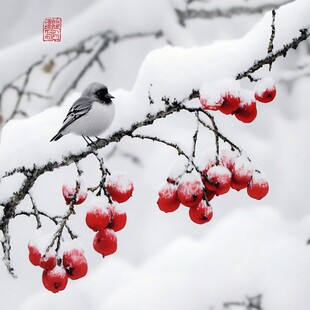 红果雪里俏