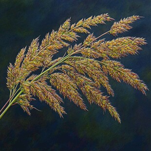 稻穗油画