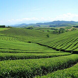 茶田原野