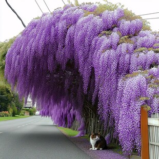 大藤本花