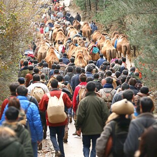 游人驼队