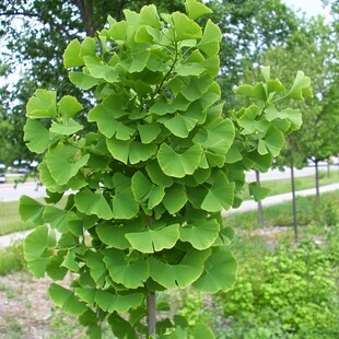 银杏科银杏属植物