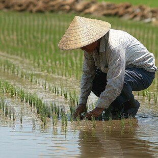 种水稻的人