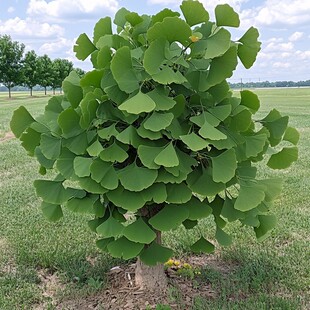 银杏树植物