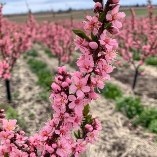 红桃花基地