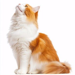 写实猫毛茸茸宠物插画