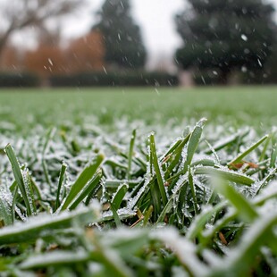 绿草皮上的雪