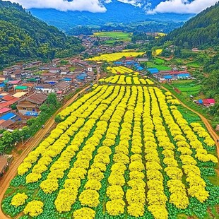 菊花培育基地