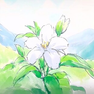 栀子花插画