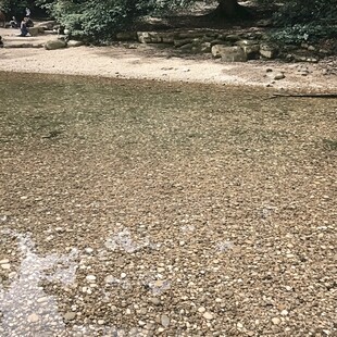 水面黄色落叶