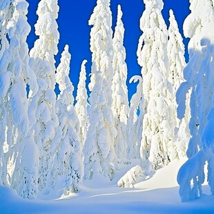 针叶原始雪景