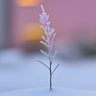 冰雪植物小景