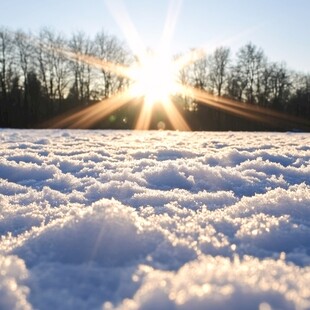 雪地阳光太阳生长